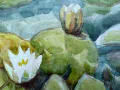 Detail - White & Pink Water Lily